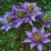 Clematis Multi Blue - Waldreben