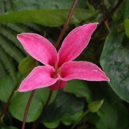 Clematis texensis Princess Diana Waldreben