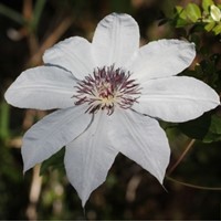 Clematis Snow Queen - Waldreben