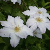 Clematis Gladys Picard
