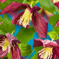 Clematis cirrhosa Landsdowne Gem - Macchien-Waldrebe