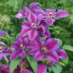 Klematis Mrs. N. Thompson - Waldreben