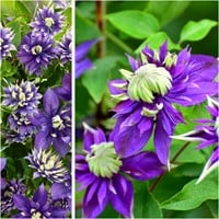 Clematis Taiga - Waldreben
