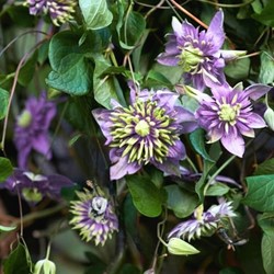 Clematis Taiga - Waldreben