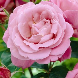 Kletter-Rose Waltz Time - Rosa