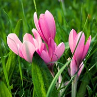 Colchicum The Giant - Herbstzeitlose