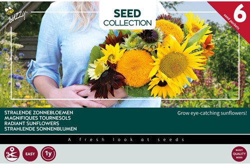 6 Strahlende Sonnenblumen – Buzzy Collection