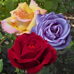 Collectie geurende grootbloemige Rozen - Rosa