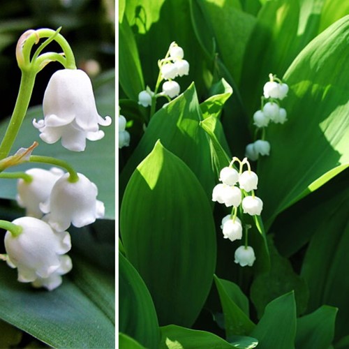 Convallaria Weiß - Maiglöckchen (Sechserpack)