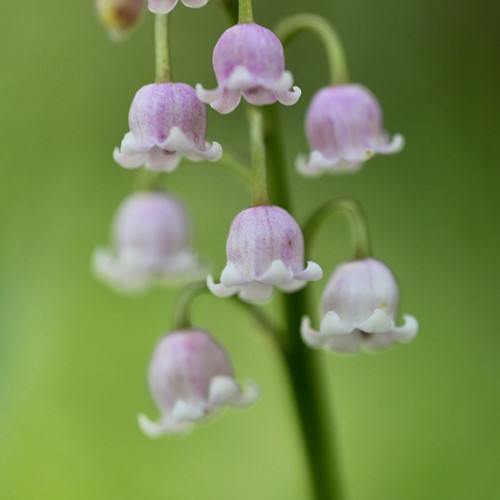 Maiglöckchen Rosa - Convallaria Majalis-3