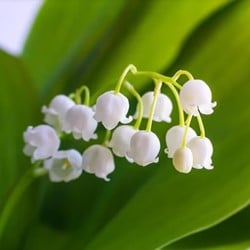 Convallaria Majalis - Maiglöckchen