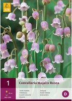 Maiglöckchen Rosa - Convallaria Majalis-2
