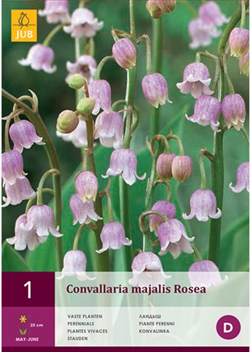 Maiglöckchen Rosa - Convallaria Majalis-2