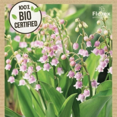 Convallaria Majalis Rosea 100 Bio