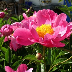 Pfingstrose Coral Sunset - Paeonia