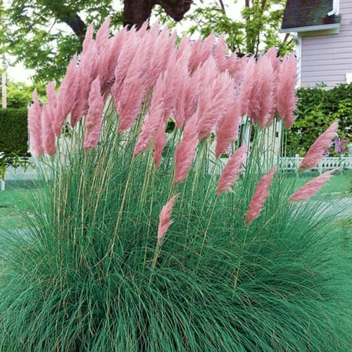 Cortaderia selloana Pink Feather - Pampasgras rosa