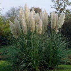Pampasgras weiss Pumila - Cortaderia selloana