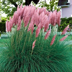Cortaderia Selloana Pink Feather - Pampasgras rosa (Sechserpack)