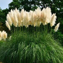 Cortaderia Selloana White Feather - Pampasgras (Sechserpack)