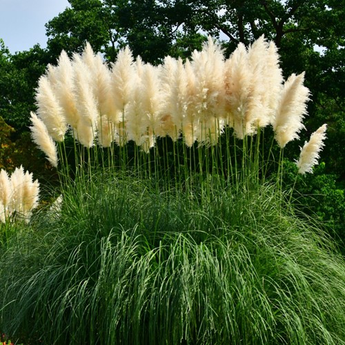 Cortaderia Selloana White Feather - Pampasgras (Sixpack)