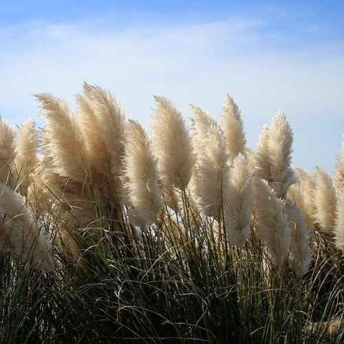 Pampasgras Weiß - Cortaderia selloana