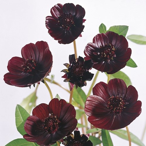 Schmuckkörbchen - Cosmos atrosanguineus