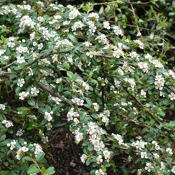 Cotoneaster dammeri - Teppich-Zwergmispel