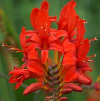 Crocosmia Lucifer - Montbretia (Potplant)