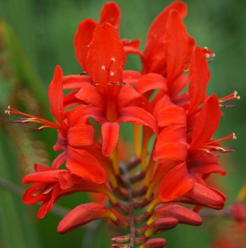 Crocosmia Lucifer - Montbretia (Topfpflanze)