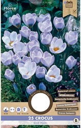 Krokus Blue Pearl - Crocus Chrysanthus