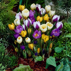 Krokusse Botanisch Mischung