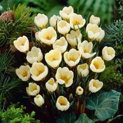 Crocus Cream Beauty