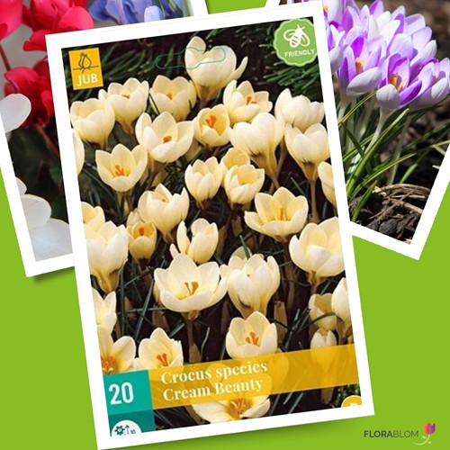 Crocus Cream Beauty