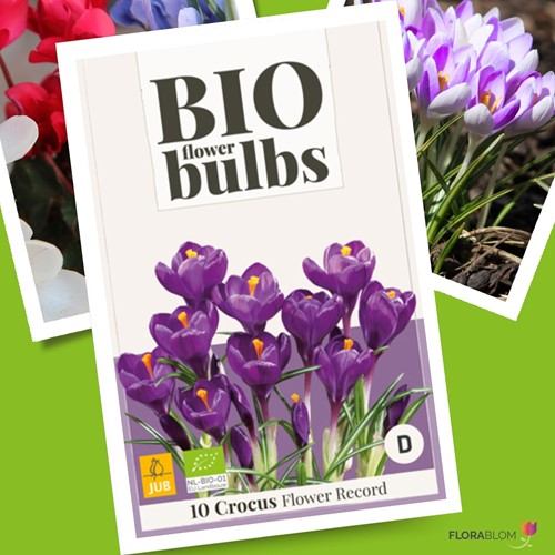 Krokusse Flower Record (BIO) - Crocus vernus-2