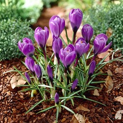 Krokusse Grand Maitre