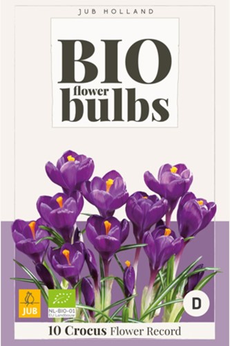Krokusse Flower Record (BIO) - Crocus vernus