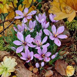 Saffraan krokus - Crocus sativus