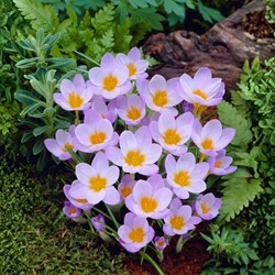 Toskanische Krokus Rosalind - Crocus etruscus