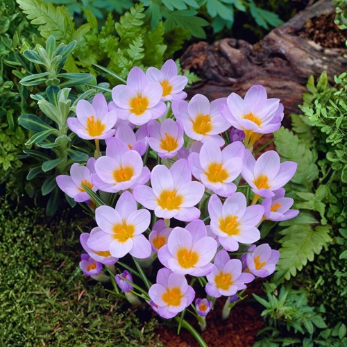 Krokus Rosalind - Crocus etruscus