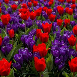 Tulpen und Krokusse Mischung