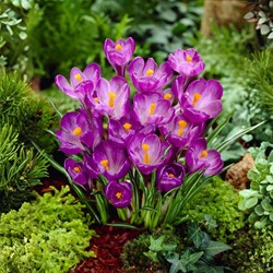 Krokusse Flower Record - 30 Crocus (promo pack)