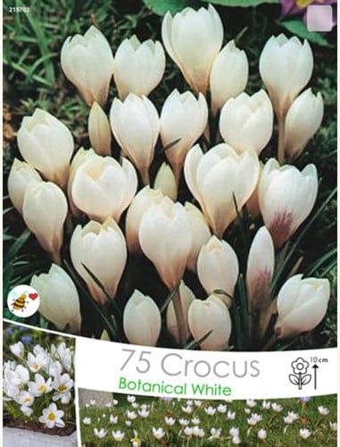 Krokusse Miss Vain - Crocus