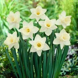 Narcis Mount Hood - Narcissus