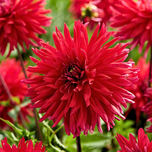 Dahlia Acapulco - Kaktusdahlie rot