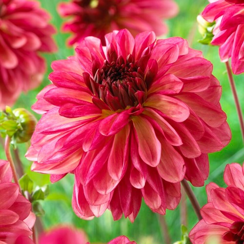 Dahlia Bacardi