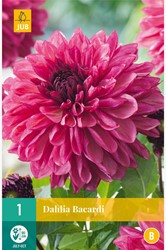 Dahlia Bacardi - Dahlien