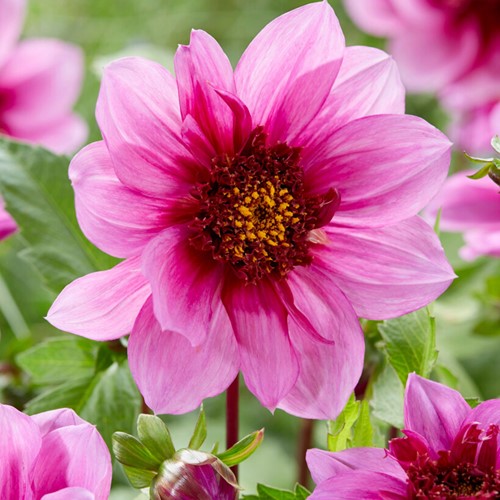 Dahlia Blue Bayou Dahlien