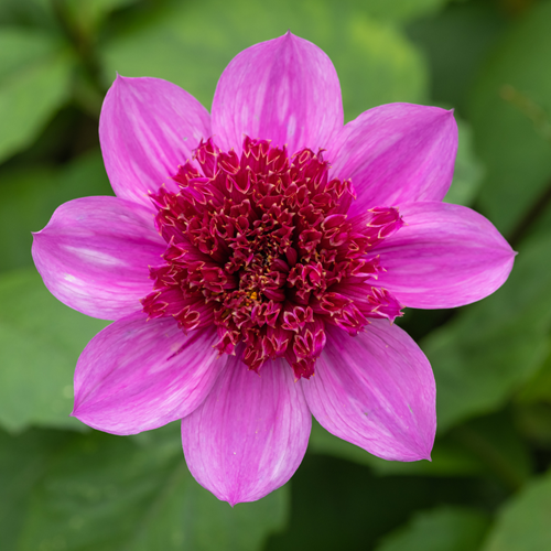 Dahlia Blue Bayou Dahlien