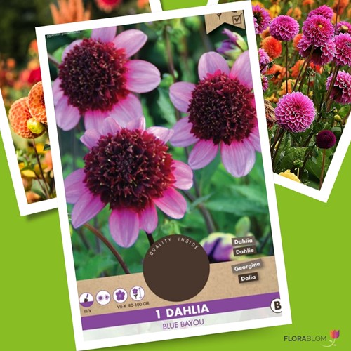 Dahlia Blue Bayou Dahlien-2