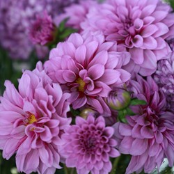 Dahlia Blue Boy - Dahlia decoratief
